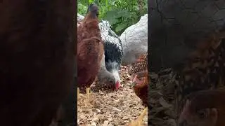 Update on the “baby chicks”. They are all grown up!! #backyardhomestead #chicken #chickencoop