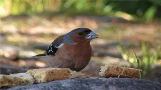 Spring Bird Feeding, March 2014