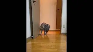 Кот   спайдермен