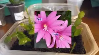 ОЧЕРЕДНАЯ ПЕРЕСАДКА ЧЕРЕНКОВ РИП-СОВ.СОРТ 'TRIKI PINK.'
