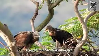 "I'm eating first!" Dominant EAGLE Chick Gets Lion's Share of Food