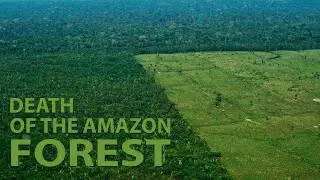 WHY THE WORLD'S LARGEST RAINFOREST IS DYING