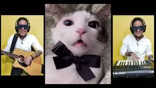 SINGER CAT / GATINHO CANTOR numero 13
