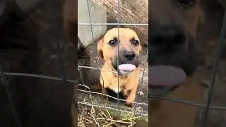 what kind of puppy is this? 