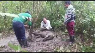 ACECHO DE MARRANOS 2017 | CAZA DE CERDOS Y MARRANOS 2017 | CAZANDO JABALÍES 2017