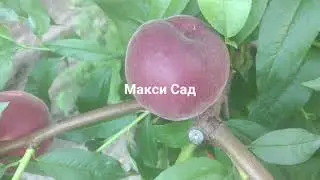 Персик Экстрим 6 /Peach Extreme 6/ Урожай 2021. Отзыв и видео от питомника Макси Сад