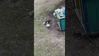 Утки прогоняют собаку из будки
