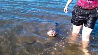Moley at the beach.