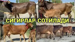 САРВАР БЕКДАН ГУЛ ГУЛ ШВЕД ЭСТОН СИГИРЛАР КЕЛДИ СОТИЛАДИ SOTILADIGON SIGORLAR NARXI 26 августа 2024