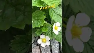 #жизнь #рыболовная#пруды#щука