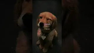 Me Gustas Tú - Manu Chao|