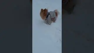 Милый Пупсик Очень Холодный!