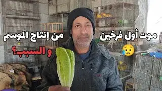 أولى المعيقات التي واجهتنا في موسم الإنتاج 🌹2025