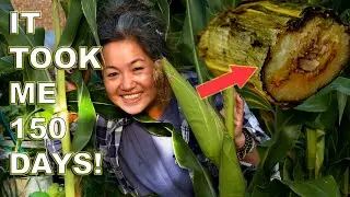 Episode 10 Life of My Chinese White Sweet Corn