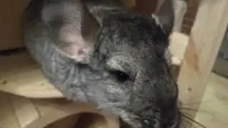один из способов приручить шиншиллу