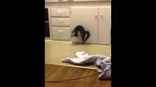 Коты лучшее