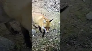 И задом наперед, совсем наоборот!