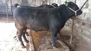 МОЛИ АНГУС САВДО ШУД 81.200😱😱🤳 АНА МОЛ ОРГИНАЛ