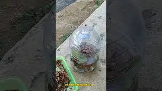 MEMBUAT EKTRA KETAPANG, BUAT PROGRES IKAN CANA, Bantu subscribe yh #shorts #bolang #daunketqpang