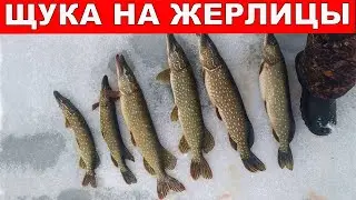 Щука на жерлицы в декабре.Раздача ЩУКИ перед Новым Годом.Зимняя Рыбалка на Жерлицы.Жерлицы на щуку