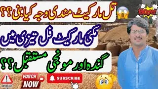 Maki today rate ||ghala mandi punjab monji or gundam rate||till rate today