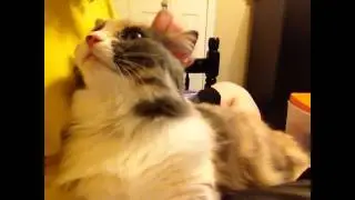 Fluffy fluff