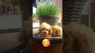 Leave a like if you love puppies🐕🐶💕#puppies #cute #dog#youtubeshorts