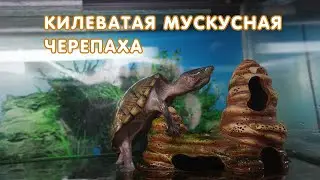 Килеватая мускусная черепаха (Sternotherus carinatus)