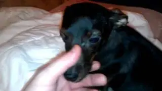 собака бэ бэ бэ (Баффи)