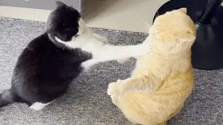 Young Cat Dominates Senior Cat