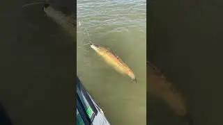 Сом на пиявку