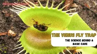 The Venus fly trap! 🎍 The science behind and basic care!