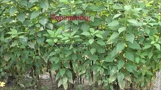 Topinambur
