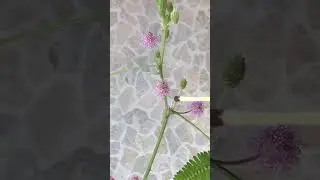 Мимоза стыдливая