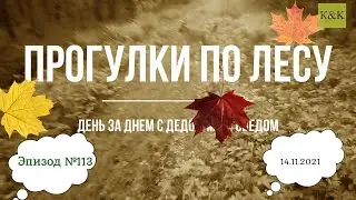 Прогулки по лесу. День за днем с дедом Многоведом. 14 ноября 2021г. Эпизод 113.