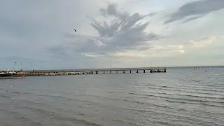 Birds catching fish #viral #viralvlog #trending #melbourne