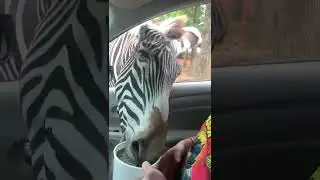 Zebra Snatches Bucket of Food From Guy While He Attempts to Feed Them From His Car