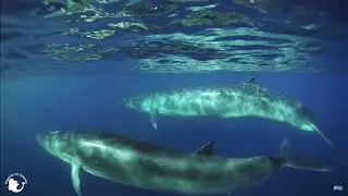 EL SUROESTE DE TENERIFE - DOCUMENTAL COMPLETO