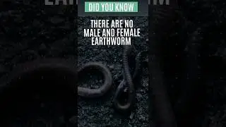 Is worm male or female ? 🤯 #youtubeshorts #mindblowingfacts