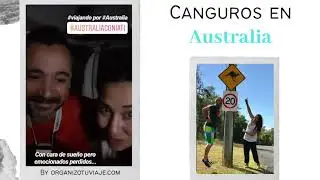 Canguros en libertad en una playa de Australia