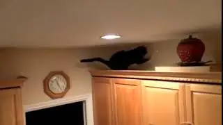 Hilarious Footage Shows Cat Trying to Catch a Laser Beam
