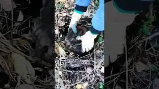 НЕВЕРОЯТНАЯ НАХОДКА /НАШЛИ ТОННЫ МЕТАЛОЛОМА В ТАЙГЕ / #металлокоп #shortvideo #подпишись #лес #поход