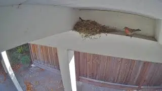 Bird Family
