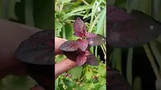 🪴 How to Fix leggy Polka Dot - Hypoestes plants 🌱