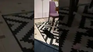 Тридцать четыре😂 Собака знает номер квартиры.)