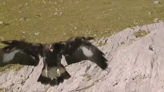 eagle attack goat in the mountain_