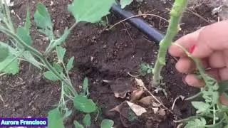 Cómo podar Los tomates 🍅 oh quitando los mamones.