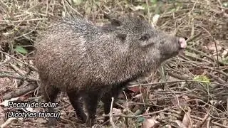 Trailer ¿Especies Invasoras? más allá de un problema