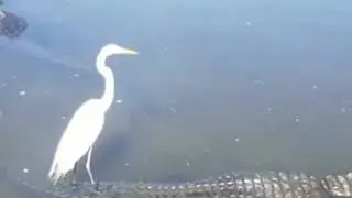 Бесстрашный гусь. Прикол.