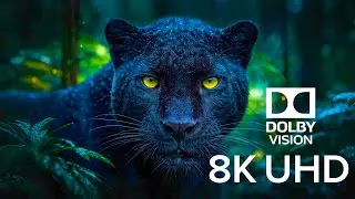 Peaceful Forest Wildlife | Relaxing Nature Animals in 8K